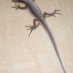 Lézard de jardin