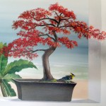 plante_bonsai