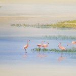 Flamands roses